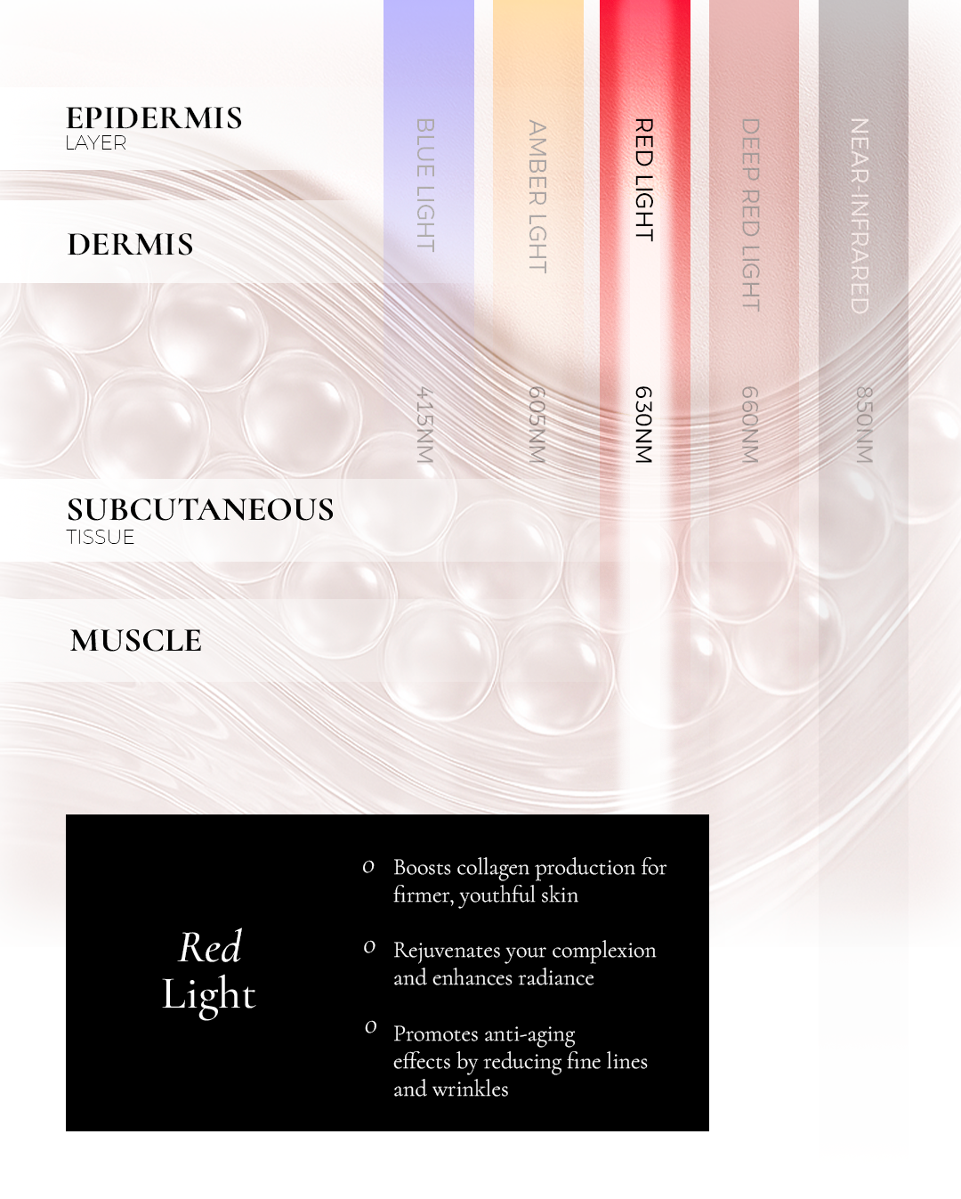 Metamorphosis diagram highlighting the focused penetration of 630nm red light into the skin's dermis layer, detailing its benefits for boosting collagen production, rejuvenating complexion, and reducing fine lines and wrinkles